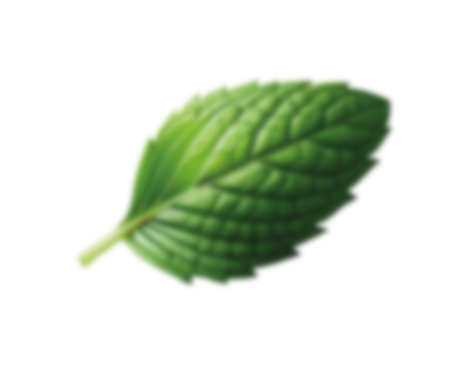 Liść mięty