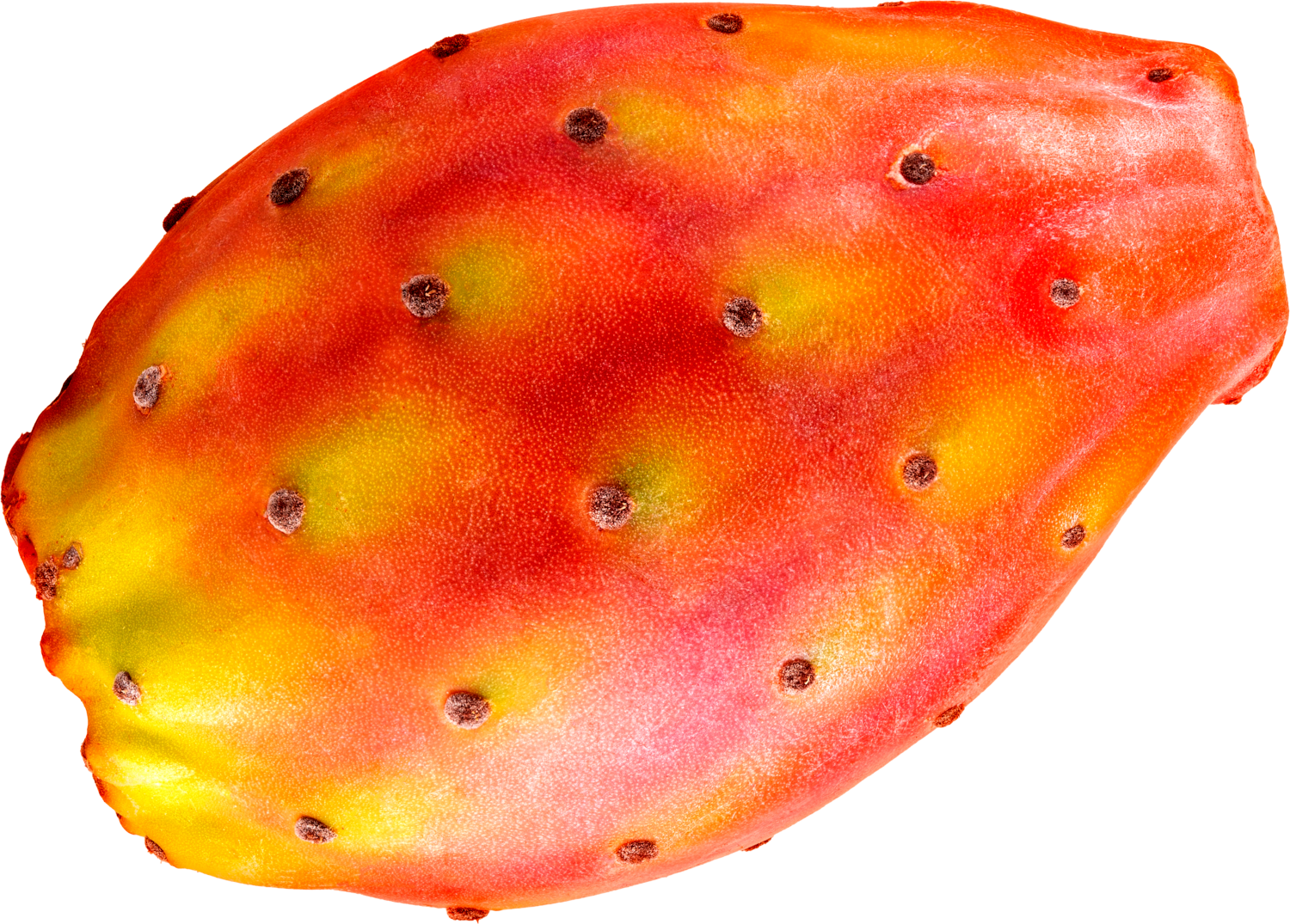Papaja
